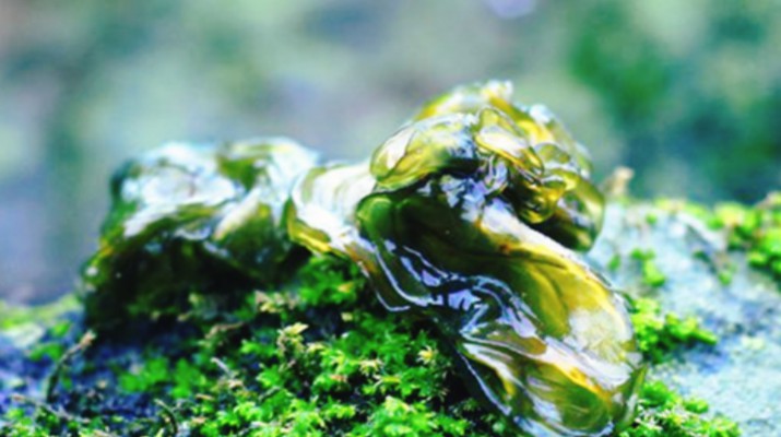 享游渭河源丨舌尖上的渭河源，野菜飄香的春日盛宴