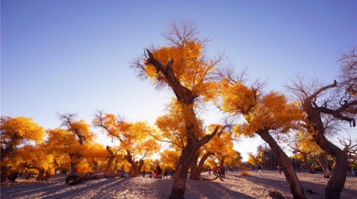 踏歌而行，文旅融合綻芳華——甘肅文旅產(chǎn)業(yè)集團(tuán)六年發(fā)展紀(jì)實(shí)